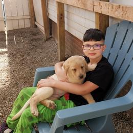 Labrador Retriever Puppies from Urban Oak Labradors LLC