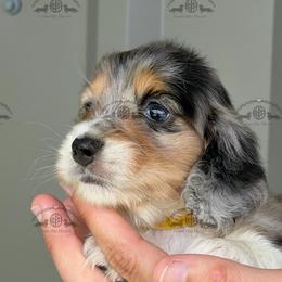 Miss. Yellow-5200 - Dapple female Dachshund puppy in Ocala/Gainesville, Florida from From the Heart Doxies