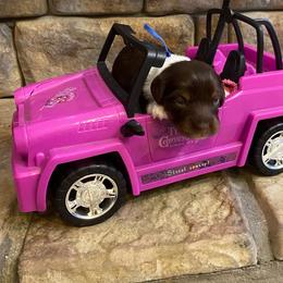 MOCHA. CKC FULL RIGHTS - Black and cream male Dachshund puppy in Elizabethtown, Kentucky from Teeny Tiny Puppy Tails