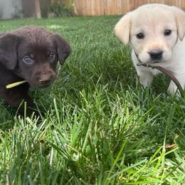 Yellow-Green chocolate boy - Chocolate male Labrador Retriever puppy in Moore, Oklahoma from Okiehuntinboyz Labrador Retrievers