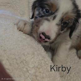Australian Shepherd Puppies from Sharon's Australian Shepherds
