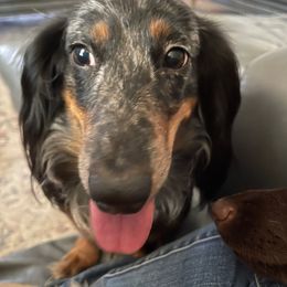 Diesel - Dachshund
