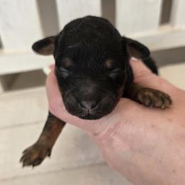 Lily - Phantom female Goldendoodle puppy in Decatur, Tennessee from Diamond's Doodles