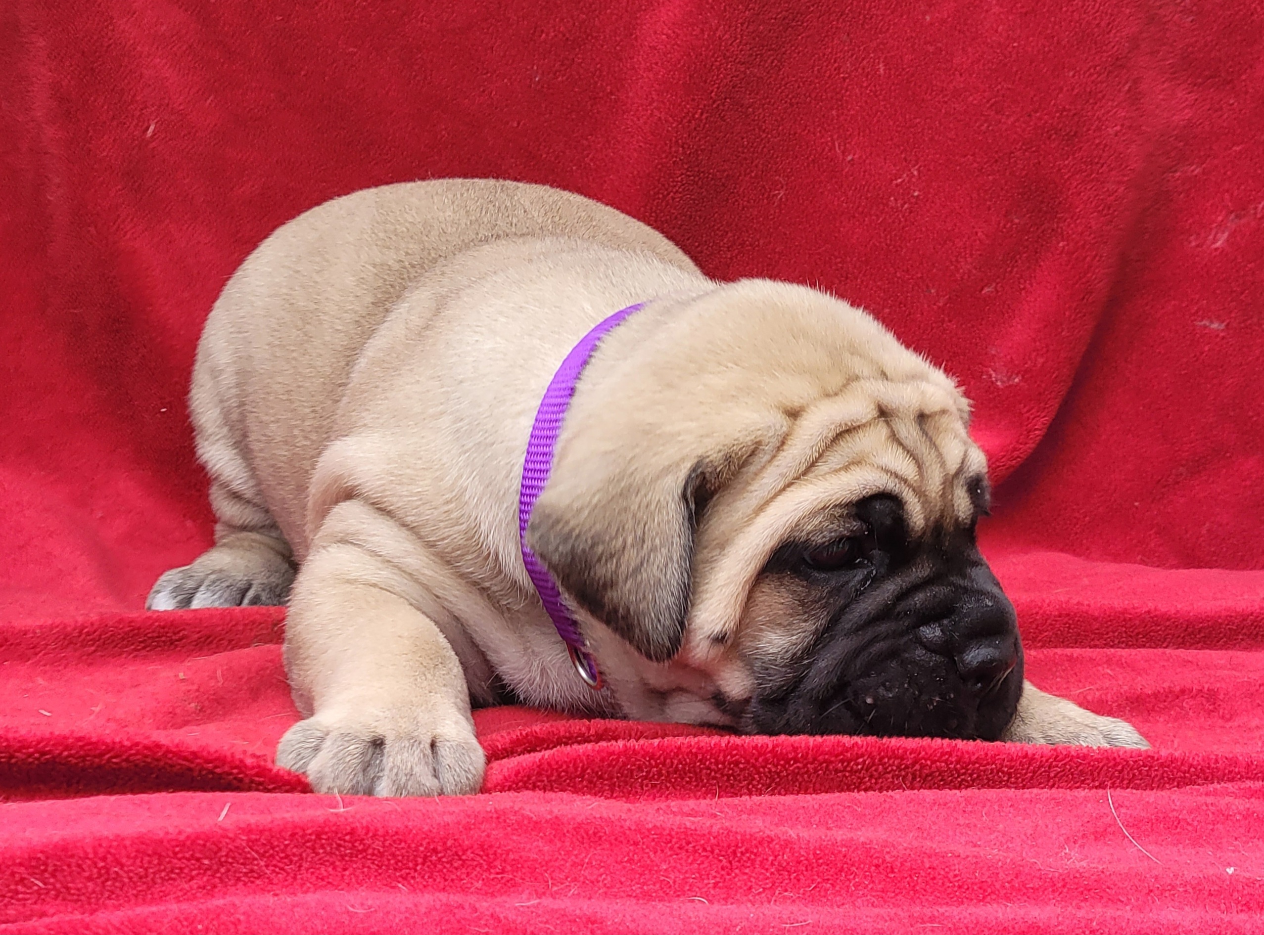 Cane Corso Puppies from RRR Corsos