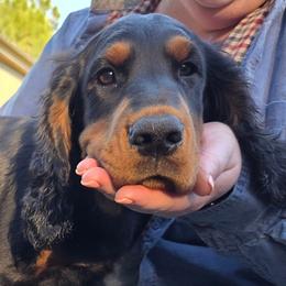 Boy 1 - Black and tan male Gordon Setter puppy in Milton, Florida from Katherine's Golden Retrievers, Gordon Setters, and English Setters