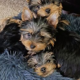 Lisa - Blue and gold female Yorkshire Terrier puppy in Potomac, Maryland from Fabiana's Yorkshire Terriers