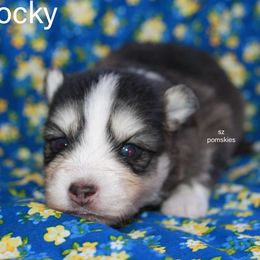 Rocky - Black and white male Pomsky puppy in Mc Callsburg, Iowa from SZ Rolling Acres LLC