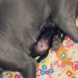 Great Dane Puppies from Lazuli Great Danes