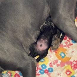 Great Dane Puppies from Lazuli Great Danes