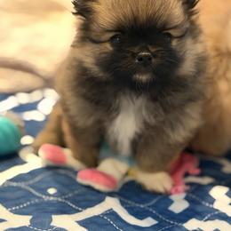 Abby - Wolf sable female Pomeranian puppy in Newport Beach, California from Exotic City Pomeranians and chihuahuas