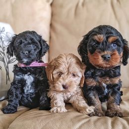 Cockapoo Puppies from Greta's Cockapoos