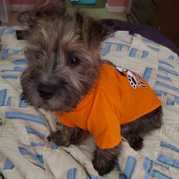 Cairn Terrier Puppies from Ferguson's Cairn Terriers