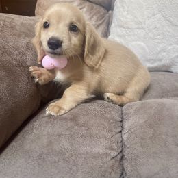 Phoenix - Cream male Dachshund puppy in Williamsburg, Kentucky from Whispering Pine Dachshunds & Pomeranians