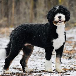 Meadow - Bernedoodle
