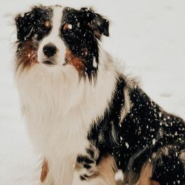 Australian Shepherds from Crosby’s Southern Shepherds