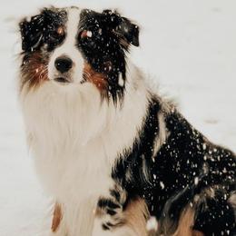 Australian Shepherds from Crosby’s Southern Shepherds