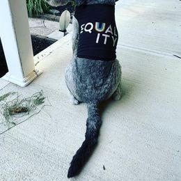 Goldendoodle, Poodle, and Sheepadoodle All Grown Up from Brewer's Goldendoodles & Sheepadoodles