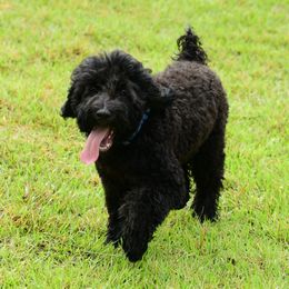 Sheepadoodle Puppies from Riley Grace Puppies