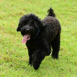 Sheepadoodle Puppies from Riley Grace Puppies