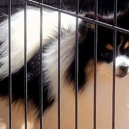 Captain - Pomeranian