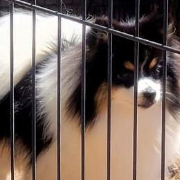 Captain - Pomeranian
