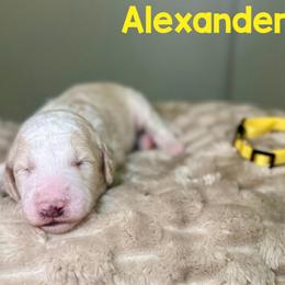 Alexander - Parti male Goldendoodle puppy in Pasadena, Texas from Toledo Creek Doodles