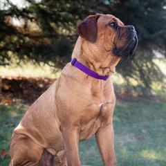 Dogues de Bordeaux from Blue Horizons Bordeaux