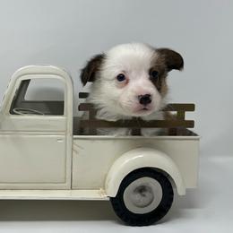 Burr - Red male Pembroke Welsh Corgi puppy in Waco, Texas from The Comma Corgis