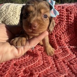Pearl Krabs - Dapple female Dachshund puppy in Washington from Beautiful Doxies