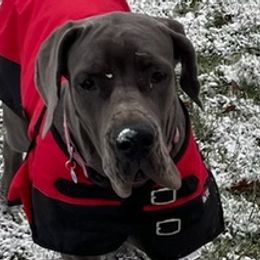Great Danes from Twin Oaks Danes