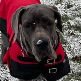 Great Danes from Twin Oaks Danes