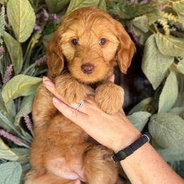 Anara - Red  female Goldendoodle puppy in Enumclaw, Washington from Owen-a-Doodle