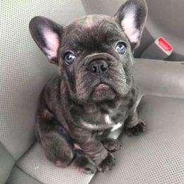 French Bulldog Puppies from Bourbon Trail Frenchies