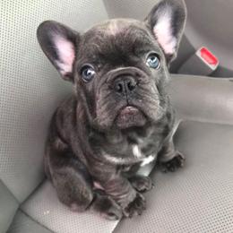 French Bulldog Puppies from Bourbon Trail Frenchies