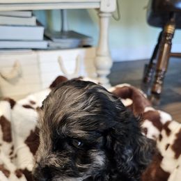 Aussiedoodle, Poodle, and Toy Australian Shepherd Puppies from Wild Farm Puppies