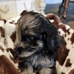 Aussiedoodle, Poodle, and Toy Australian Shepherd Puppies from Wild Farm Puppies
