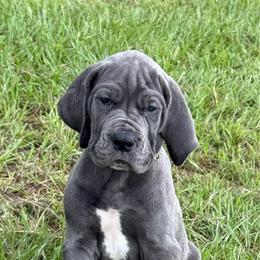 Navy - Blue female Great Dane puppy in Tyler, Texas from Blessed By Danes