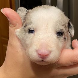 Trisha - Blue merle Border Collie puppy in Huntersville, North Carolina from MJ Border Collies