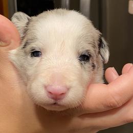 Trisha - Blue merle Border Collie puppy in Huntersville, North Carolina from MJ Border Collies