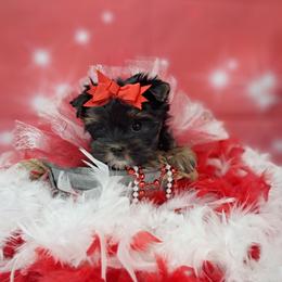 Kelsy - Black and tan female Yorkshire Terrier puppy in Albany, Minnesota from Sandy's Yorkshire Terriers