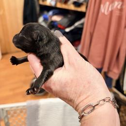 Dean - Wolf sable male Pomeranian puppy in Grass Lake, Michigan from Chantilly Lace Poms