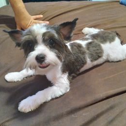 Yorkshire Terriers from Dean's Yorkies