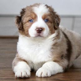 Aussiedoodle and Australian Shepherd Puppies from Woodland Aussies & Doodles