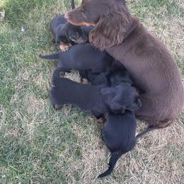 Dachshund Puppies from ozge Nill