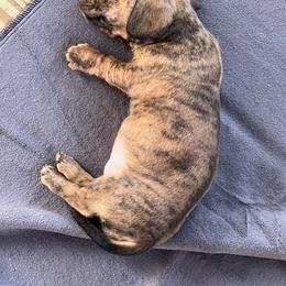 Dachshund Puppies from Witchy Woman’s Wiener’s