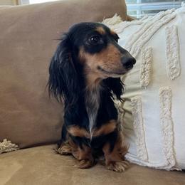 Dachshunds from Sweet and Low Dachshunds