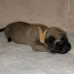 Girl 6 - Fawn Mastiff puppy in Aurora, Colorado from Bratay Mastiffs