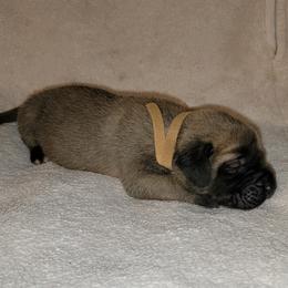 Girl 6 - Fawn Mastiff puppy in Aurora, Colorado from Bratay Mastiffs