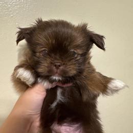 Cherry - Chocolate female Shih Tzu puppy in Azusa, California from RJ Shih Tzu lover
