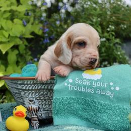 Pirate - Red and white male Basset Hound puppy in Pollock, Missouri from Northstar